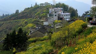 歙县霞坑镇石潭村春天油菜花 景点图 88_14