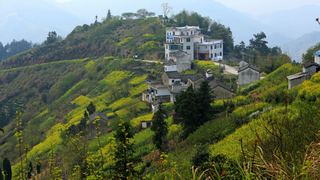 歙县霞坑镇石潭村春天油菜花 景点图 88_15