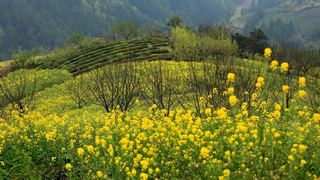 歙县霞坑镇石潭村春天油菜花 景点图 88_16