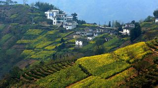 歙县霞坑镇石潭村春天油菜花 景点图 88_18