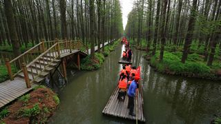 李中水上森林 景点图 92_15