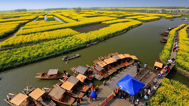 兴化缸顾东旺村油菜花