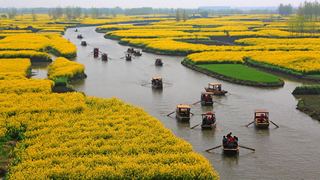 兴化缸顾东旺村油菜花 景点图 94_2