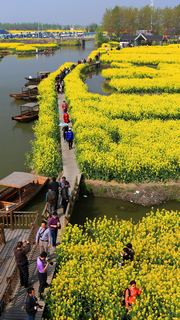 兴化缸顾东旺村油菜花 景点图 94_3