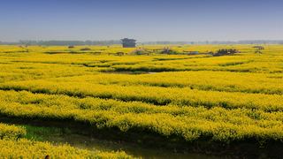 兴化缸顾东旺村油菜花 景点图 94_4