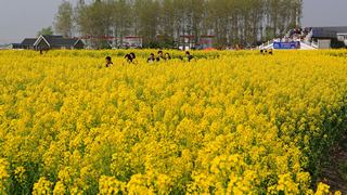 兴化缸顾东旺村油菜花 景点图 94_7