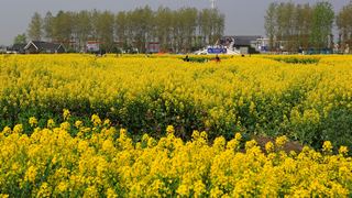 兴化缸顾东旺村油菜花 景点图 94_8