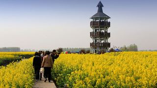 兴化缸顾东旺村油菜花 景点图 94_9