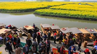 兴化缸顾东旺村油菜花 景点图 94_10