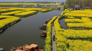 兴化缸顾东旺村油菜花 景点图 94_11