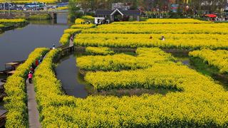 兴化缸顾东旺村油菜花 景点图 94_12