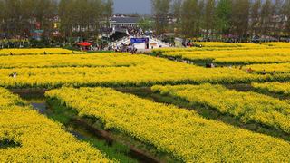 兴化缸顾东旺村油菜花 景点图 94_13