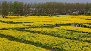 兴化缸顾东旺村油菜花 景点图 94_14