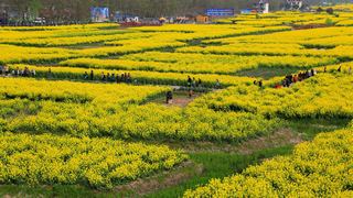 兴化缸顾东旺村油菜花 景点图 94_15