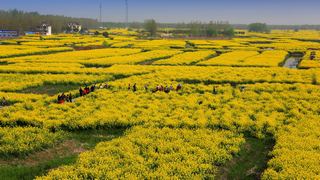 兴化缸顾东旺村油菜花 景点图 94_16