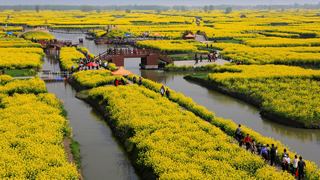 兴化缸顾东旺村油菜花 景点图 94_18