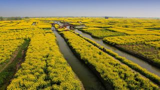 兴化缸顾东旺村油菜花 景点图 94_19