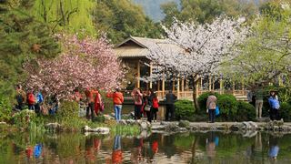 西湖十景春天风景 2013 景点图 95_2