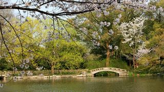 西湖十景春天风景 2013 景点图 95_4