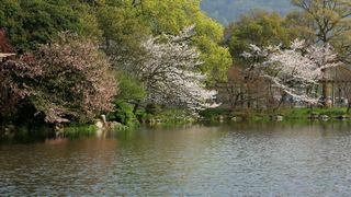西湖十景春天风景 2013 景点图 95_5
