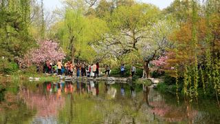 西湖十景春天风景 2013 景点图 95_8