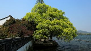西湖十景春天风景 2013 景点图 95_11