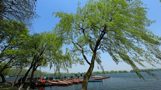 西湖十景春天风景 2013 景点图 95_13